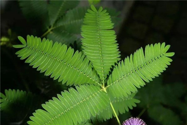世界上最奇妙的植物：会闭合的含羞草（药用价值高）