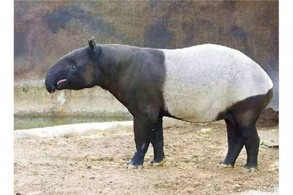 马来貘：生活在各种森林中（一种罕见的生物）