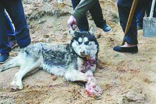 山东枣庄狼伤人事件:追赶两小时才将狼击毙(咬死两人)