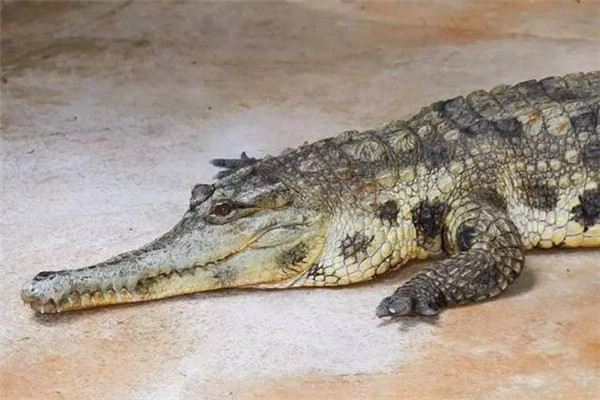 非洲大陆的野生鳄鱼：非洲狭吻鳄（扁平狭长嘴型而命名）