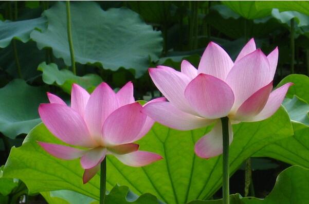 世界上最吉利好运的花:桃花象征好运，百合花用在婚礼上