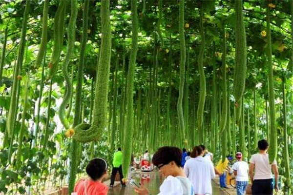 世界上最长的丝瓜 长度超过4米相当让人震惊