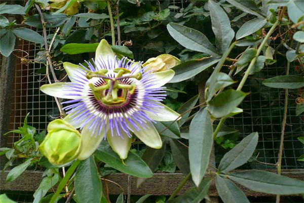 世界上最阴险的吃人植物 日轮花怎么吃人的过程是什么