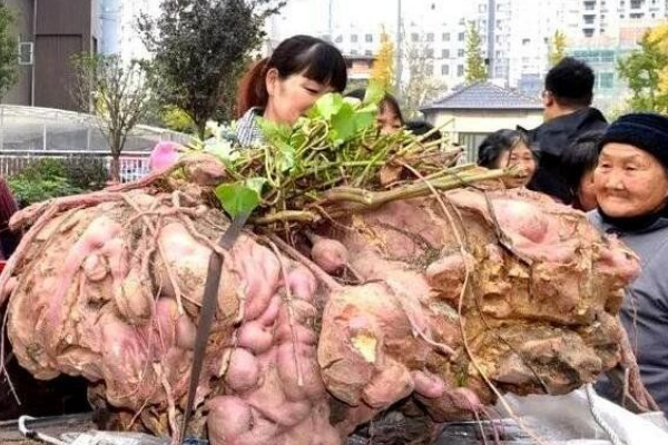 世界上最大的红薯:由220个单株红薯组成(重238斤)