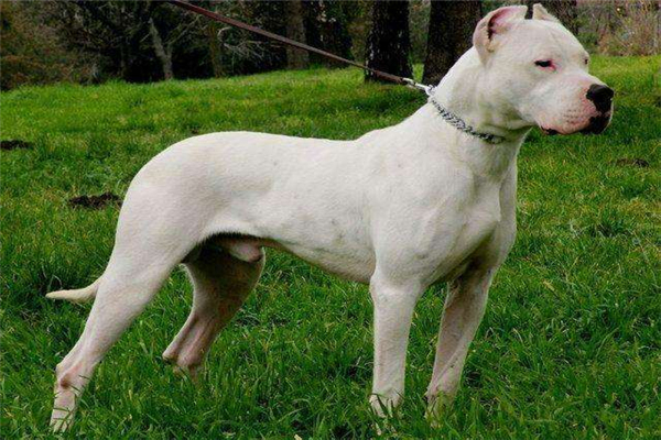猎犬之王是什么 杜高犬（防范意识强相当凶猛）