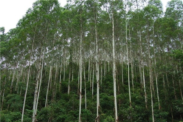 世界上最高的树1000米？真的有一千米高的树吗