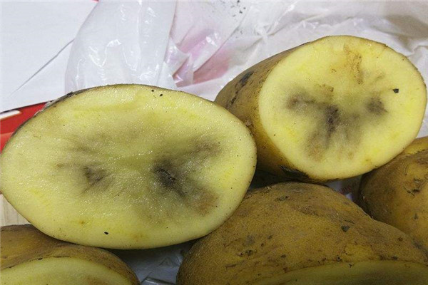 土豆黑了还可以吃么 怎么样避免土豆颜色变黑