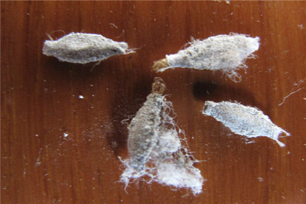 家里有衣蛾一定有窝吗 如何去除衣蛾