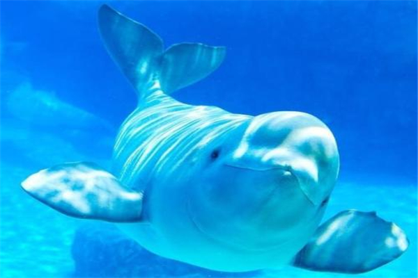 白鲸的祖先是什么？原来是长相像狼的陆地生物(四肢变鳍)