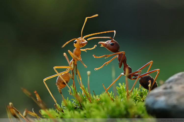 真正的二维生物是什么?蚂蚁是二维生物吗（三维生物）