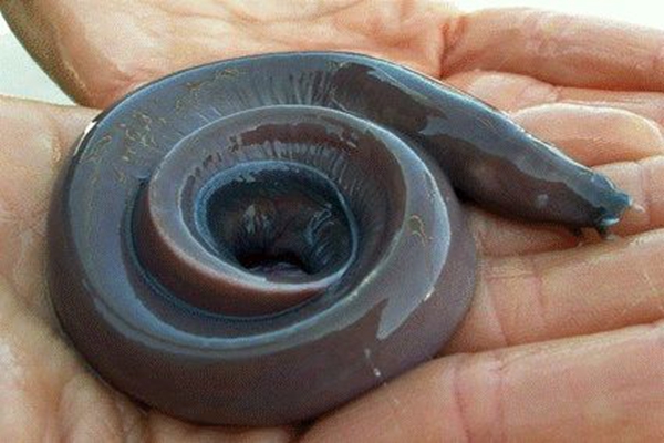 盲鳗能吃鲨鱼吗?用皮肤吸收死尸营养(从鱼鳃钻入鱼腹)