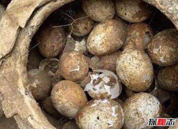 2500年前的鸡蛋是什么情况？长什么样（完好无损）