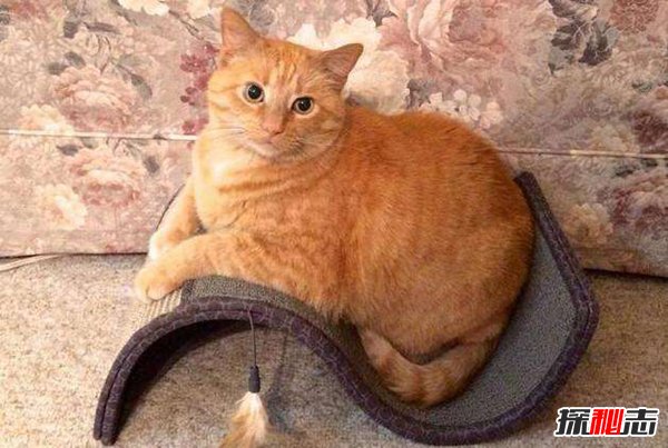 初次养猫养什么品种好？适合新手养的十种猫