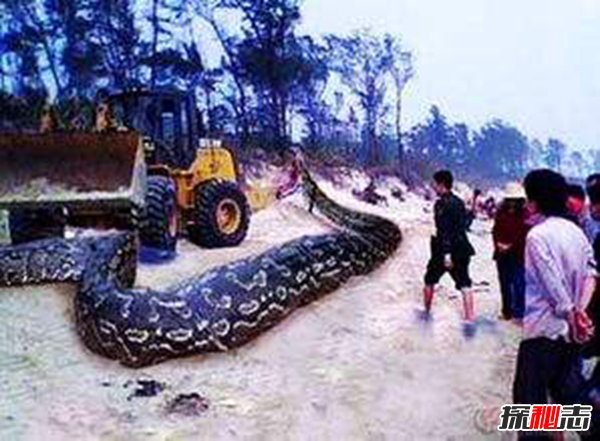 云南修路挖出18米大蛇 挖蛇司机路上心梗死亡