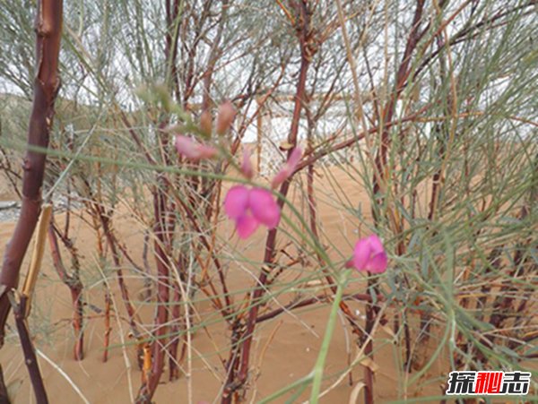 生长在沙漠的花：漂亮又迷人的花棒（最长可活70年）