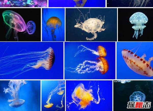 被认为最致命的水母：可致人体器官全部衰竭(两分钟内)