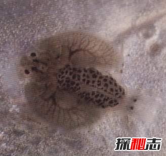 就在我们身边!12种真实存在的僵尸,其中一种专吃脑门