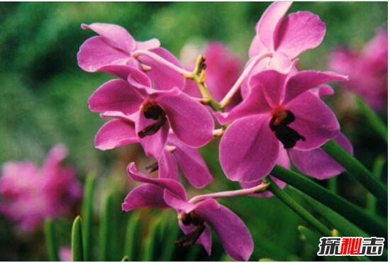 新加坡的国花是什么花，胡姬花/兰花(新加坡国花的含义)