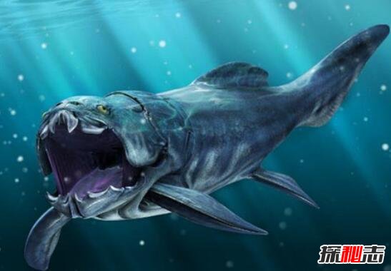 古生代海洋霸主邓氏鱼，咬合力超强一口吞掉鲨鱼(顶级)