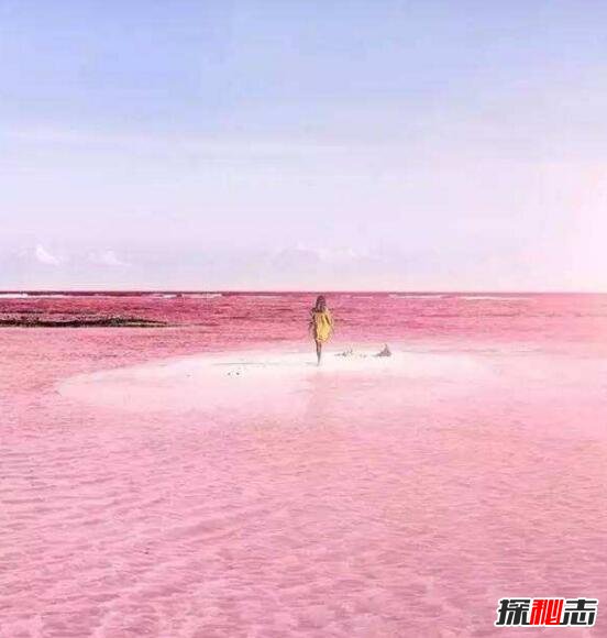 希勒湖为什么是粉色的，因藻类变异结论已被推翻