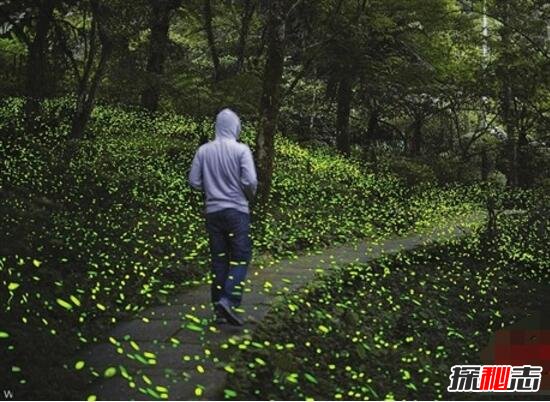 乌克兰发光森林之谜 大片森林发出耀眼强光(众说纷纭)