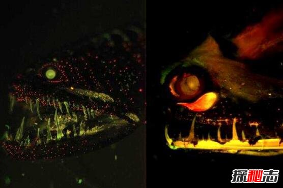 盘点十大深海未知巨型恐怖生物，海底神秘未知生物终曝光
