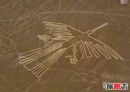 揭秘纳斯卡线条之谜，巨型动物图案代表星座(星球运动图)