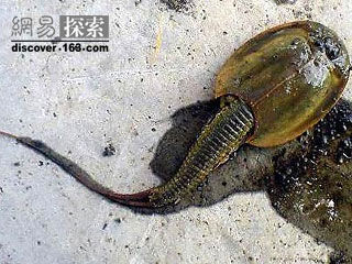 发现一神秘动物乌克兰顿涅茨克州